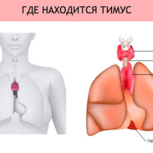 Голодание и иммунитет, польза и вред