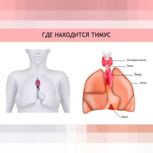 Голодание и иммунитет, польза и вред