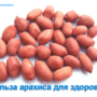 Арахис — польза для здоровья и продления жизни