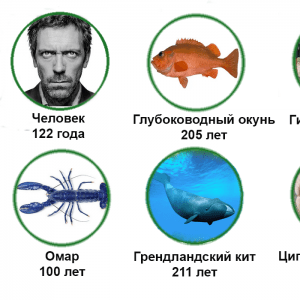 Максимальная продолжительность жизни человека и животных — кто дольше?
