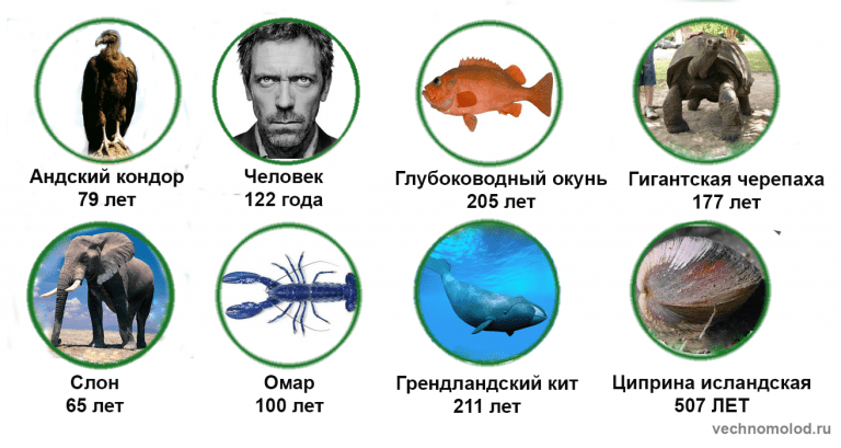 Картинки продолжительность жизни человека