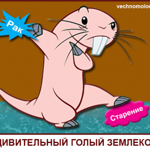 Голый землекоп и секрет долголетия