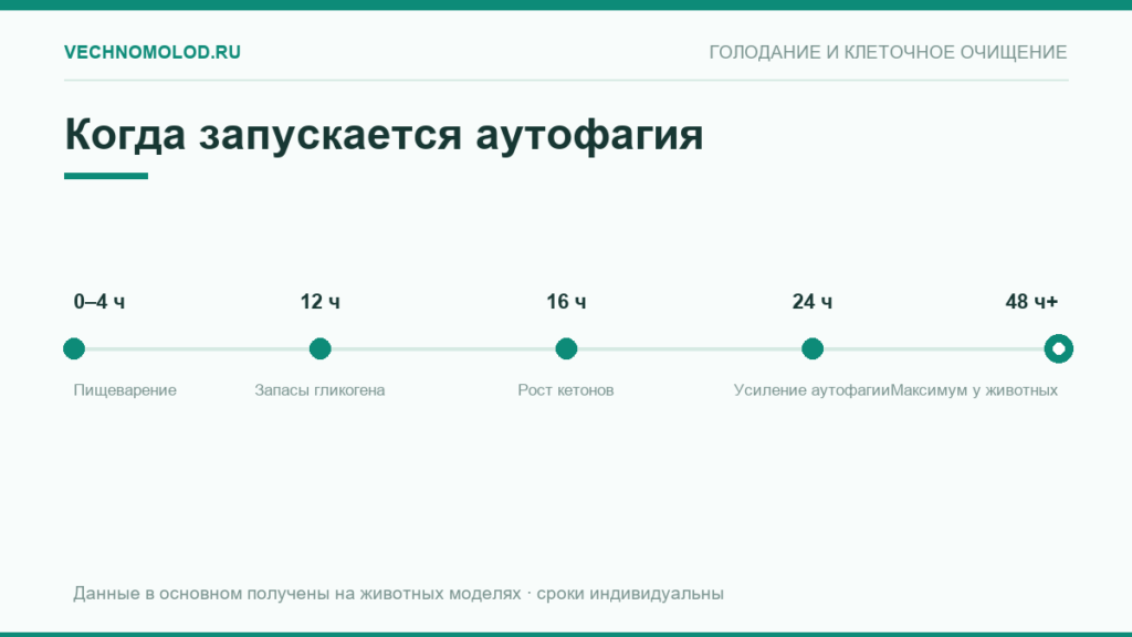Схема: через сколько часов голодания усиливается аутофагия — 12, 16, 24 и 48 часов
