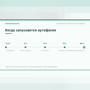 Аутофагия: через сколько часов запускается и как её активировать